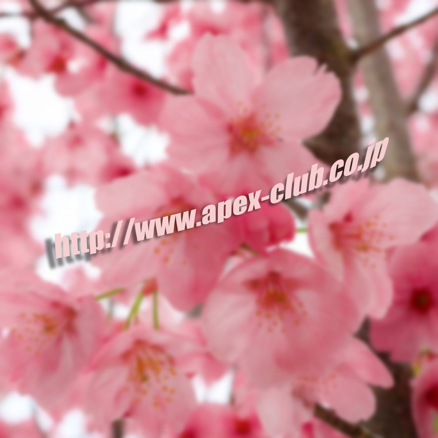 Apexclub.co.jp Side Skirt Banner Vinyl