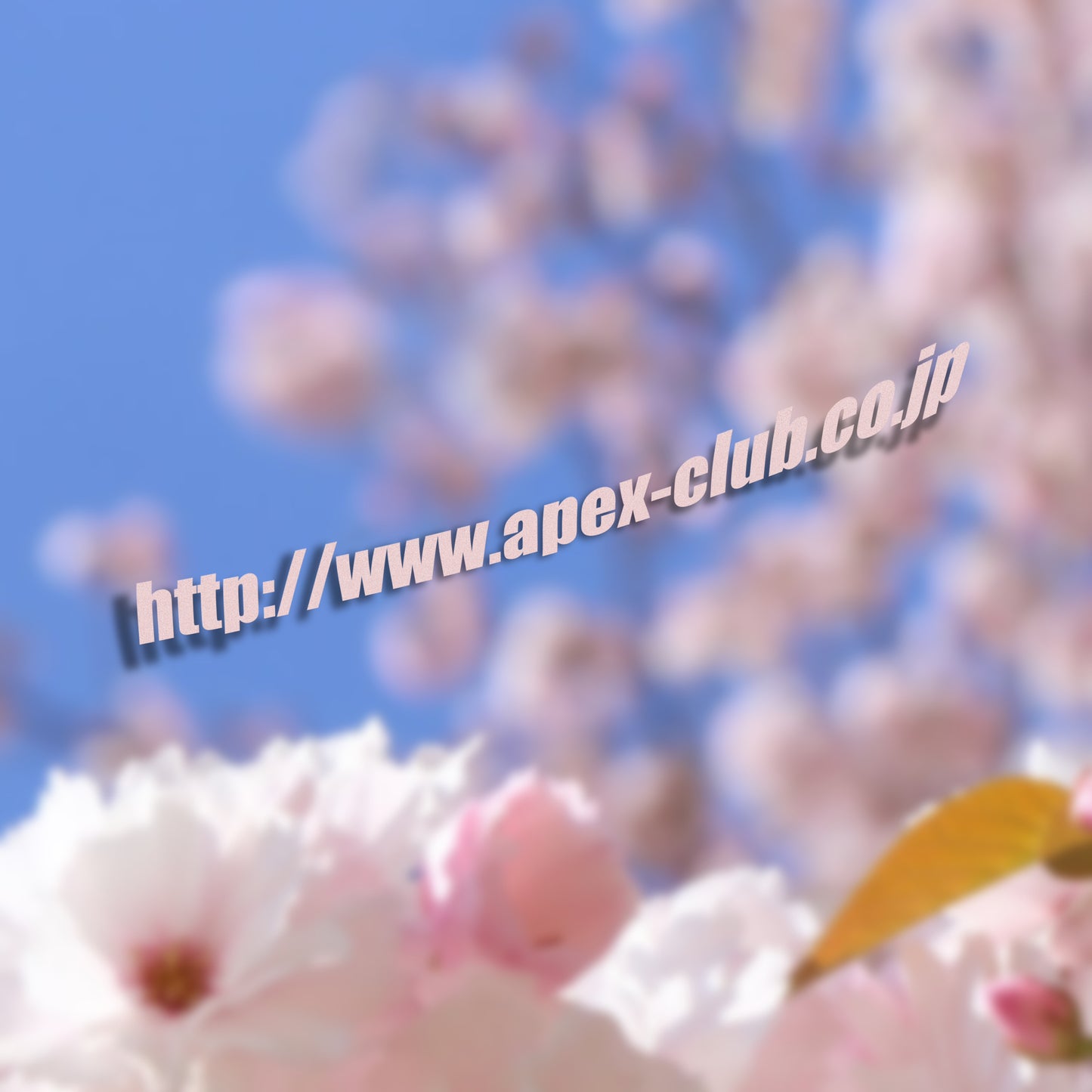 Apexclub.co.jp Side Skirt Banner Vinyl