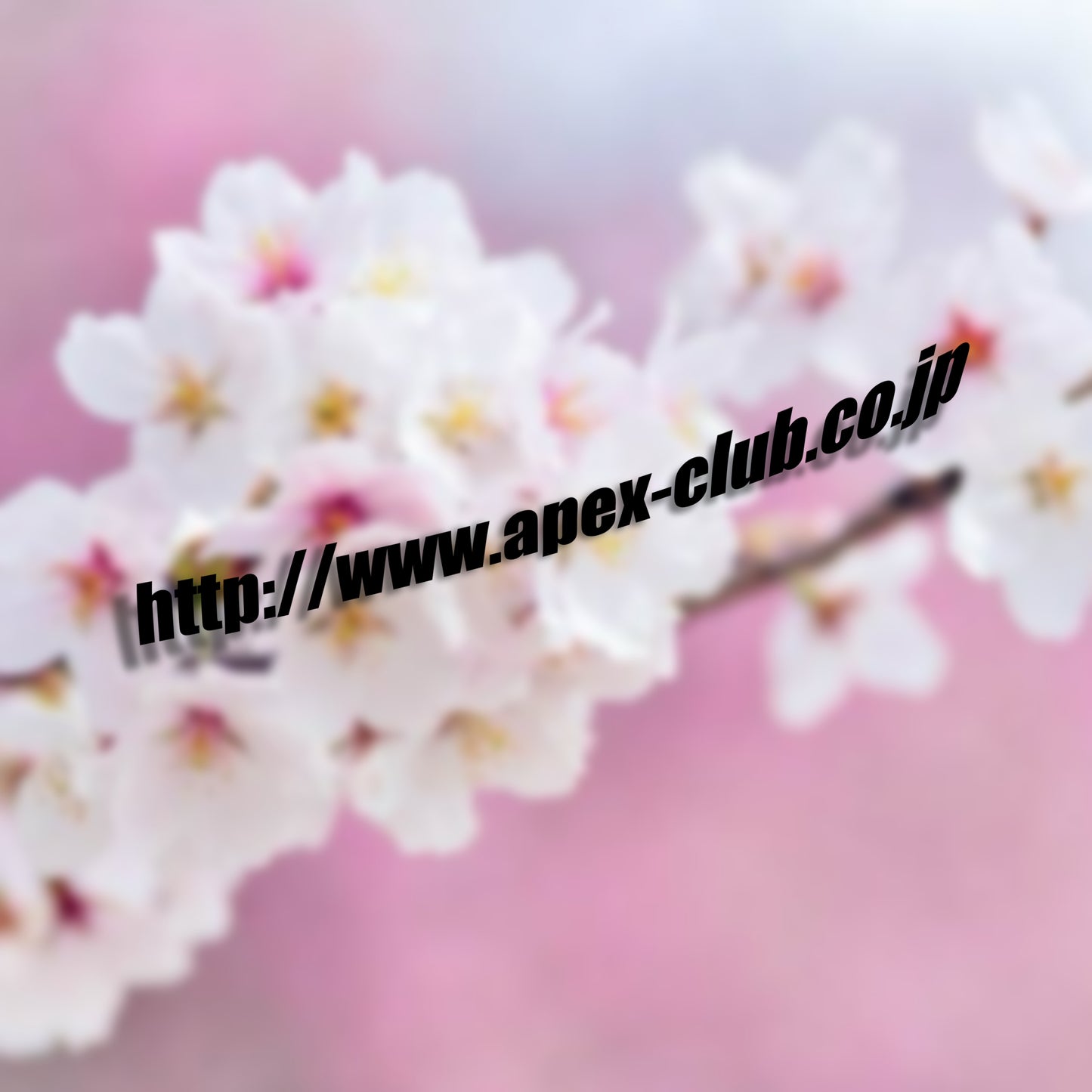 Apexclub.co.jp Side Skirt Banner Vinyl