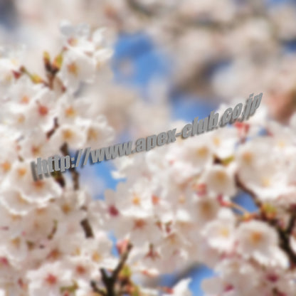 Apexclub.co.jp Side Skirt Banner Vinyl