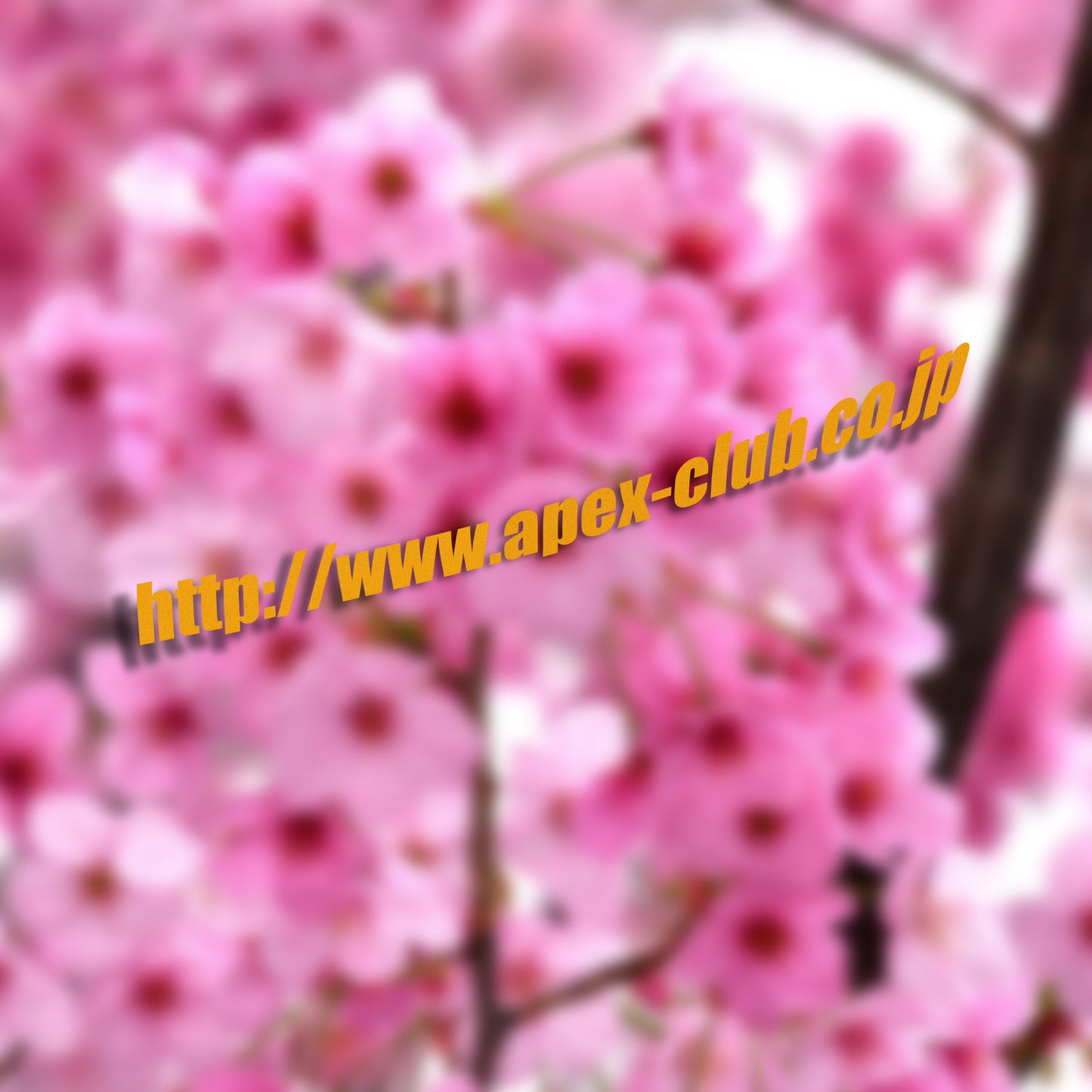 Apexclub.co.jp Side Skirt Banner Vinyl